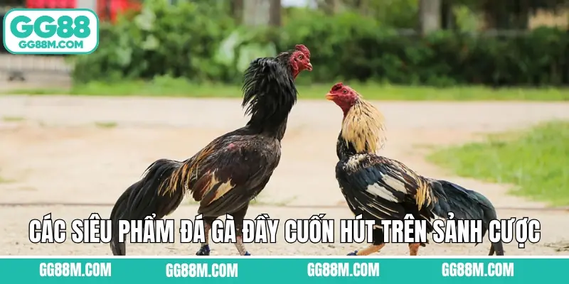 Các siêu phẩm đá gà đầy cuốn hút trên sảnh cược uy tín Các siêu phẩm đá gà đầy cuốn hút trên sảnh cược uy tín