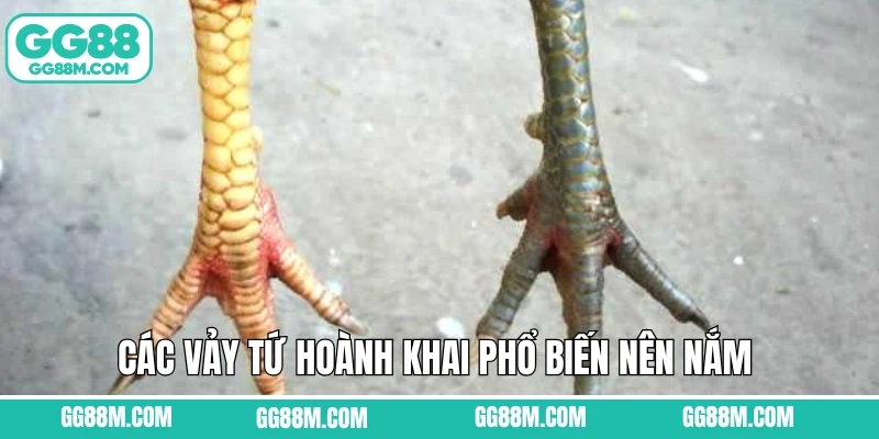 Các vảy tứ hoành khai phổ biến nên nắm 