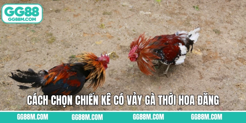 Cách chọn chiến kê có vảy gà thới hoa đăng