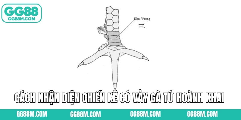 Cách nhận diện chiến kê có vảy gà tứ hoành khai 