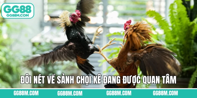 Đôi nét về sảnh chọi kê đang được quan tâm Đôi nét về sảnh chọi kê đang được quan tâm