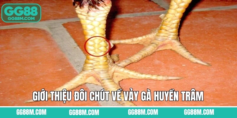 Giới thiệu đôi chút về vảy gà huyền trâm