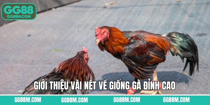 Giới thiệu vài nét về giống gà đỉnh cao