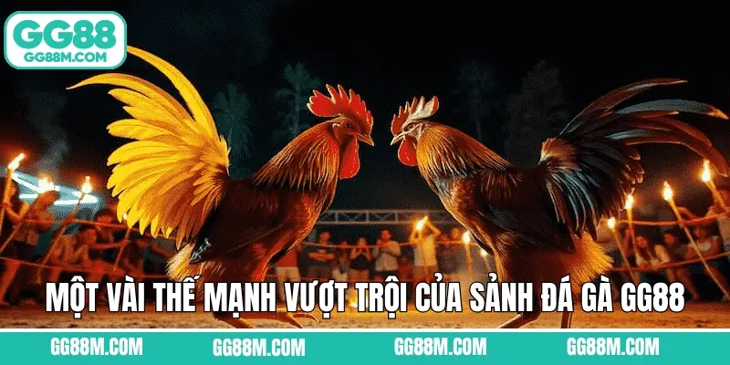 Một vài thế mạnh vượt trội của sảnh đá gà GG88 Một vài thế mạnh vượt trội của sảnh đá gà GG88