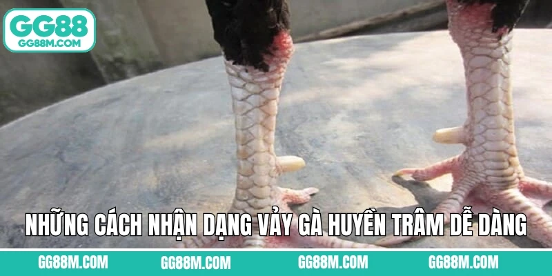 Những cách nhận dạng vảy gà huyền trâm dễ dàng