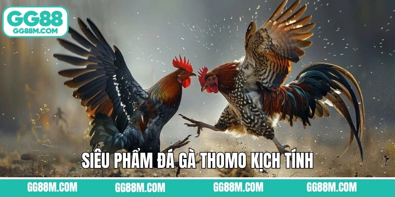 Siêu phẩm đá gà Thomo kịch tính Siêu phẩm đá gà Thomo kịch tính