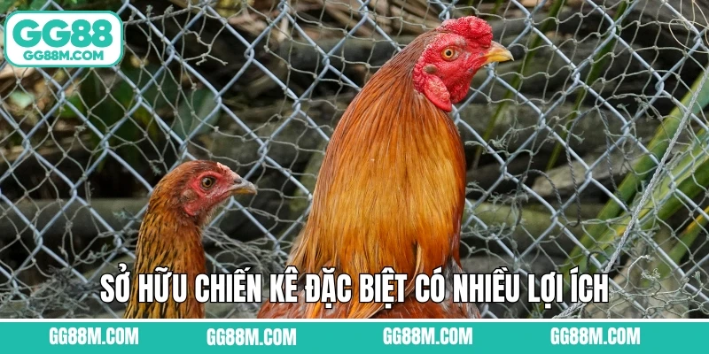Sở hữu chiến kê đặc biệt có nhiều lợi ích
