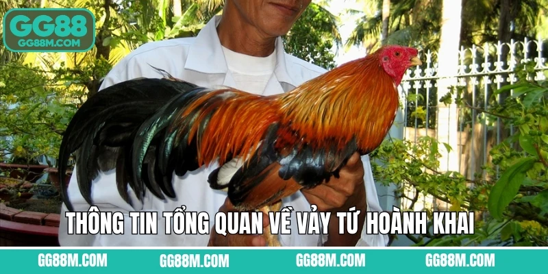 Thông tin tổng quan về vảy tứ hoành khai 