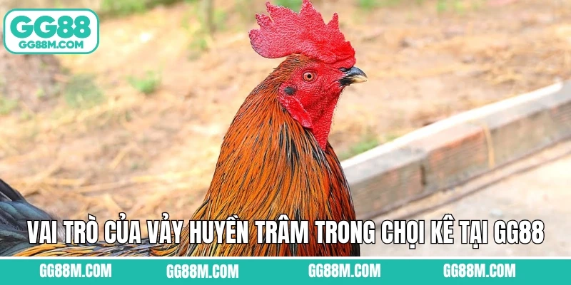 Vai trò của vảy huyền trâm trong chọi kê tại GG88