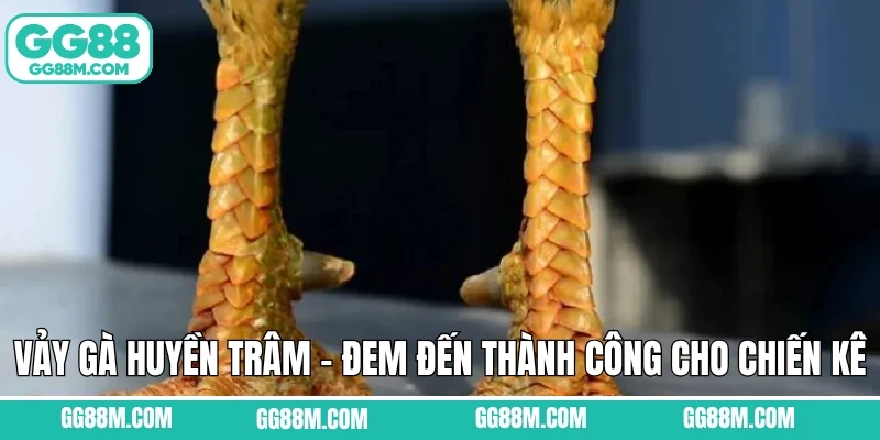 Vảy Gà Huyền Trâm – Đem Đến Thành Công Cho Chiến Kê Tại GG88
