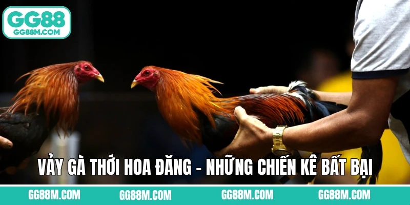 Vảy Gà Thới Hoa Đăng - Những Chiến Kê Bất Bại Tại GG88