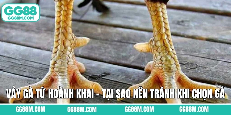 Vảy Gà Tứ Hoành Khai – Tại Sao Nên Tránh Khi Chọn Gà Chọi GG88